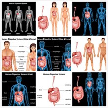 消化系统剖析矢量图片