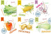 蔬菜绘画设计矢量图片