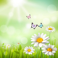 雏菊花丛和蝴蝶矢量图片