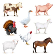 家畜与家禽设计矢量图下载