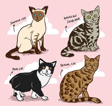 彩绘宠物猫矢量图片