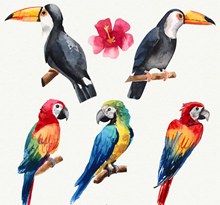 彩绘2个大嘴鸟和3个鹦鹉设计矢量图片