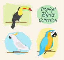 彩色热带鸟类矢量图下载