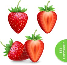 新鲜红草莓和切面矢量图