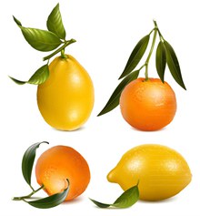新鲜橙子和柠檬矢量图下载