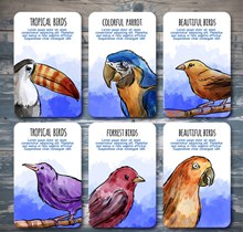 6款彩绘热带鸟类卡片矢量图片