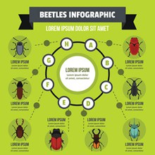 昆虫信息图表创意矢量图下载