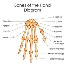 手指指骨解剖图矢量图