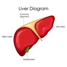 肝脏解剖图矢量下载