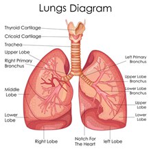 肺部解剖图矢量