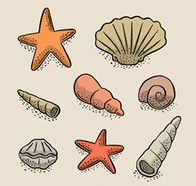 8款彩绘贝壳和海星矢量图片
