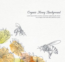 两只彩绘花丛中采蜜的蜜蜂矢量下载