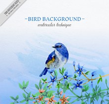 水彩绘蓝色鸟和花卉图矢量图