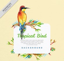 彩绘树枝上的热带鸟图矢量图片
