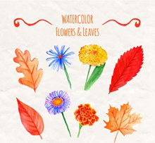 8款水彩绘鲜艳花卉和叶子图矢量图片