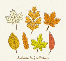 7款彩绘秋季叶子矢量图