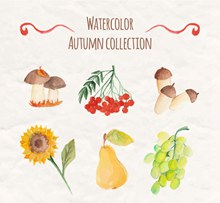 6款水彩绘秋季植物与水果图矢量图