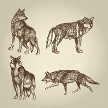 4款手绘野生狼矢量图片