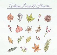 18款彩绘秋季叶子和花朵元素矢量素材