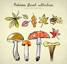 7款彩绘秋季树叶和4款蘑菇图矢量图