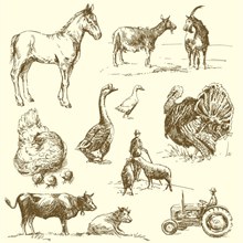 10款手绘农场动物矢量图片