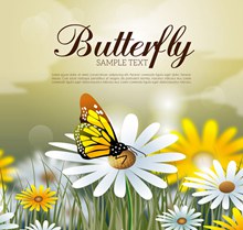 美丽雏菊花丛采蜜的蝴蝶图矢量图片