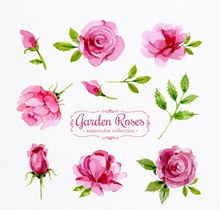 8款水彩绘粉色花园玫瑰花矢量图