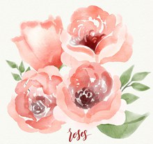水彩绘4朵粉色玫瑰花矢量图