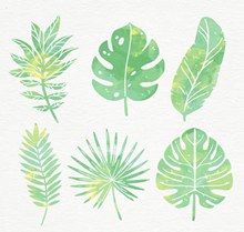 6款水彩绘绿色棕榈树叶图矢量图片