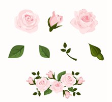 4款粉色玫瑰花和4款叶子图矢量图片