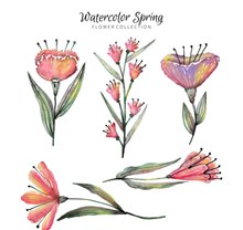 5款水彩绘春季花卉矢量图