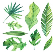 8款绿色棕榈树叶矢量图
