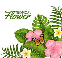 精美热带花卉和蝴蝶矢量图片