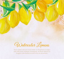 水彩绘树上的黄色柠檬矢量图片