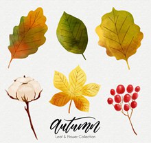 6款水彩绘秋季植物矢量下载