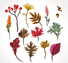 16款彩绘秋季植物设计图矢量图
