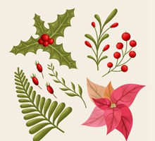 9款彩色圣诞节植物矢量图
