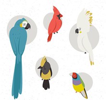 5款彩绘鸟类设计矢量图
