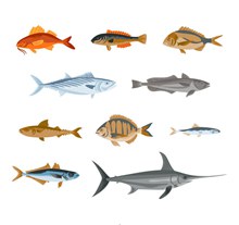 10款彩绘逼真鱼类设计图矢量素材