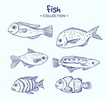 6款蓝色手绘海洋鱼类矢量素材