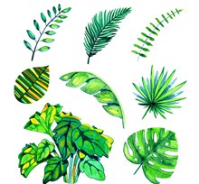 8款水彩绘绿色棕榈树叶矢量下载
