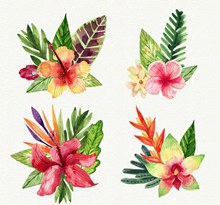 4款水彩绘热带花卉和叶子图矢量素材
