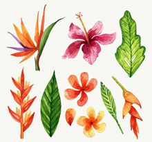 9款彩绘热带花朵和叶子矢量图