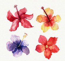 4款水彩绘热带花朵矢量下载