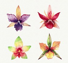 4款水彩绘兰花花朵矢量