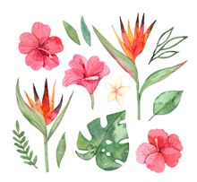 13款彩绘热带花卉和叶子图矢量图下载