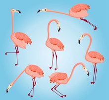 6款粉色火烈鸟设计矢量图片