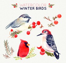 3款水彩绘冬季小鸟图矢量图