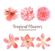6款水彩绘粉色热带花卉图矢量下载