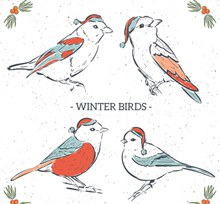 4款彩绘冬季圣诞鸟类矢量图片